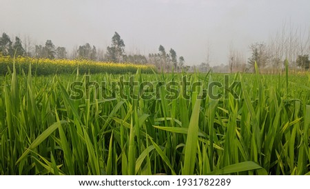 Indian farms and pictures of harvesting mustard