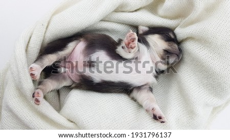 a newborn Chihuahua puppy sleeps on a fluffy white blanket. the dog is black and white in color. cute picture of a puppy.