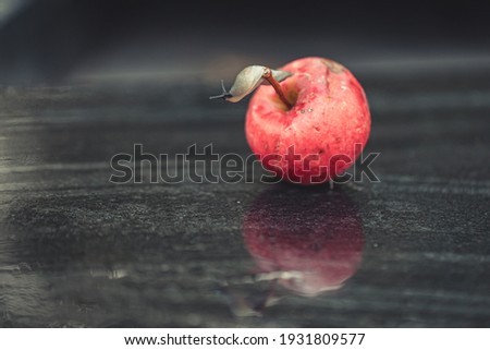 slug on red apple on black background