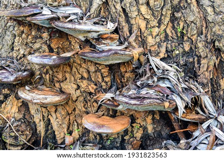 Tree mushrooms on background of tree bark. Old, dry willow leaves covered the mushrooms. Early spring. Close-up. Selective focus.