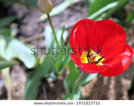 One red tulip around the void, top view on the bud