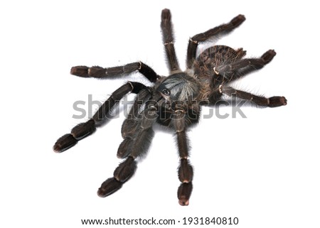 Closeup picture of the “Borneo Black Earth Tiger” tarantula Phormingochilus [Lampropelma] cf. arboricola (Araneae: Theraphosidae: Ornithoctoninae), a female spider photographed on white background.