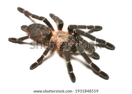 Closeup picture of a female of the "Thai Bamboo Earth Tiger" tarantula Ornithoctoninae sp. "Mae Hong Son" (Araneae: Theraphosidae), likely a new and undescribed spider genus and species from Thailand.