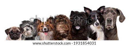 seven different dog breed portraits looking at the camera isolated on a white background
