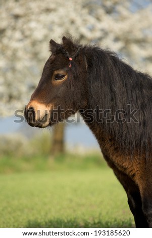 Portrait of a nice shetland pony 