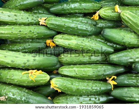 Macro photo fresh green cucumbers. Stock photo vegetable cucumbers Royalty-Free Stock Photo #1931859065