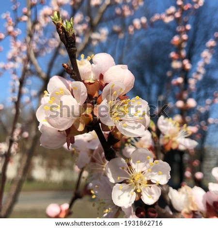 macro photo sakura flowers. Stock photo blooming sakura flowers tree
