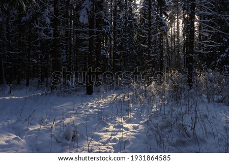 Sunlight on snow in dark forest.