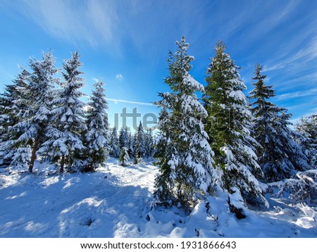 Nature in winter wonderland forest