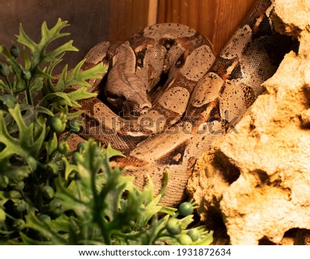 Animals. Close-up of a viper curled up and basking in the sun. Snake in zoo