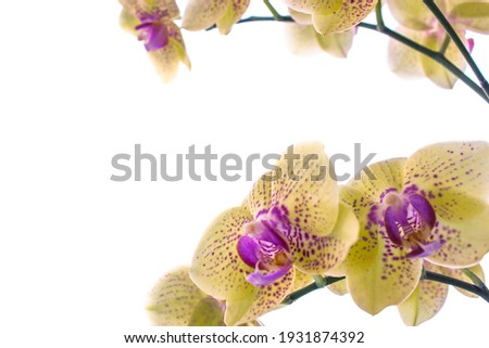 Close-up yellow orchid flower, background
