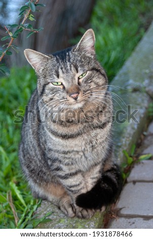 tabby gray cat sits on the curb and looks expressively