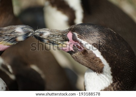 Humboldt penguin 2