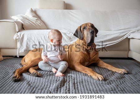 Little girl playing with big dog in home living room in white color. Dog is fila brasileiro breed. The concept of lifestyle, childhood, upbringing and family Royalty-Free Stock Photo #1931891483