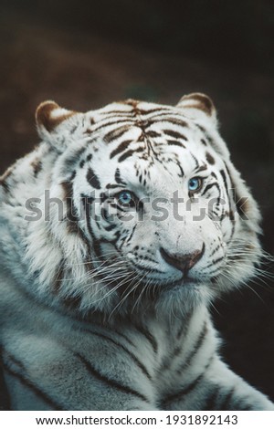 Gorgeous white tiger with blue eyes close up on dark blurry background