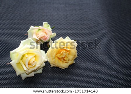 small yellow roses on black background