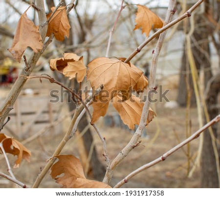 A dried leaf on its branch.autumn background.some areas are blurred.