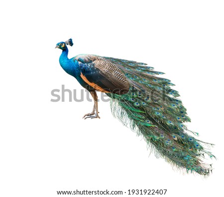 Indian peafowl, Blue peafowl on a white background. Royalty-Free Stock Photo #1931922407