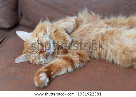 Funny ginger cat sleeping at home on the brown sofa the Top view of red cat on sleep time
