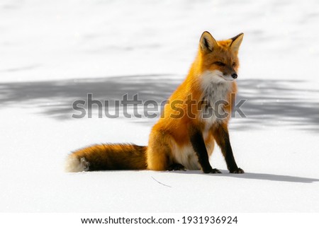 Very beautiful wild fox near Canadian forest in winter
