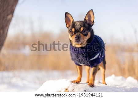 Chihuahua walking in the snow. Chihuahua in winter clothes on a background of snow. Chihuahua.