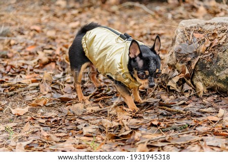 Dressed Chihuahua. pedigree dog chihuahua clothing outdoors. Rainy weather