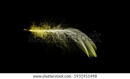 Feather texture. Nature abstract bird feather closeup isolated on black background in macro photography. Glamorous sophisticated airy artistic image on soft blurred background