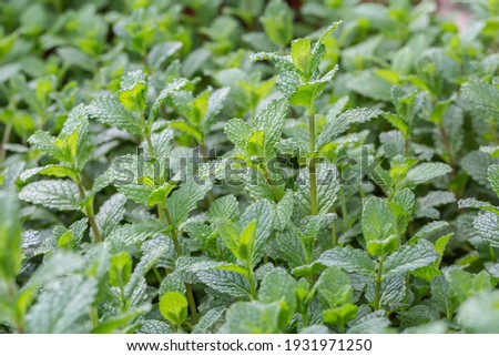 Densely arranged green mint leaves，Mentha canadensis Royalty-Free Stock Photo #1931971250