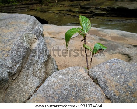 Photo of young plants growing in crevice of rock,blurry behind.