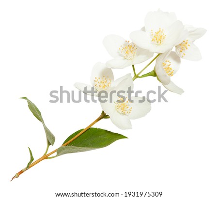 Fresh Jasmine flowers isolated on white. Jasmine blossom on white vackground Royalty-Free Stock Photo #1931975309
