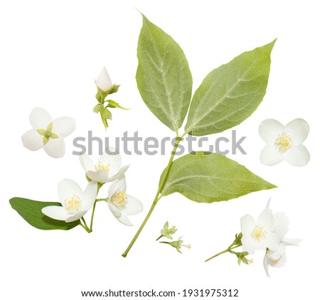 Fresh Jasmine flowers isolated on white. Jasmine blossom on white vackground Royalty-Free Stock Photo #1931975312