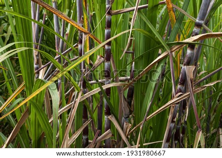 Sugar cane (Saccharum officinarum), Reunion