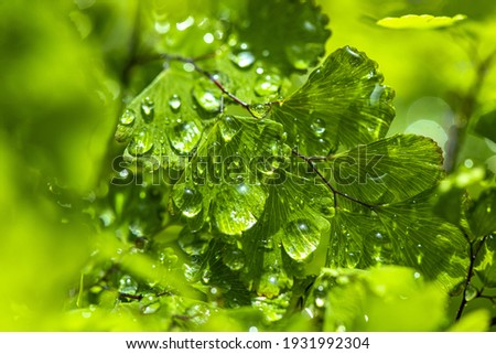 Beautiful new leaves and water drops
