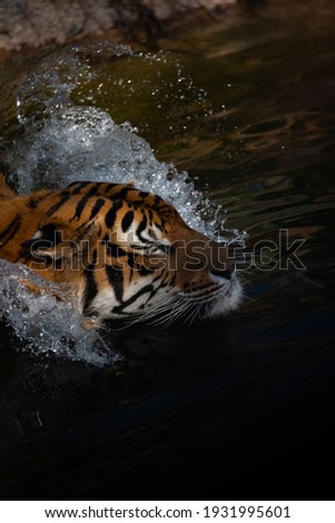 tiger wildlife mammal predator, wild carnivore animal, bengal tiger showing in zoo