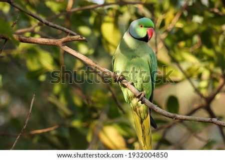 India, 4 March, 2021 : A parrot bird on branch. The rose-ringed parakeet, also known as the ring-necked parakeet, is a medium-sized parrot in the genus Psittacula, of the family Psittacidae. Royalty-Free Stock Photo #1932004850
