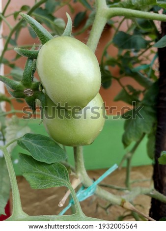 tomatoes that are still green thrive during the rainy season 