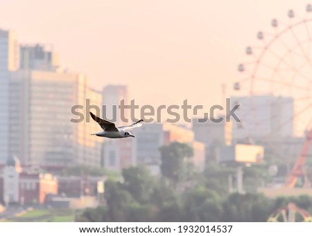 Flying Seagull on the background of the city