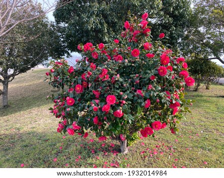 Camellia japonica or Japanese camellia, or tsubaki green tree with pink blooming flowers in the park in Japan Royalty-Free Stock Photo #1932014984