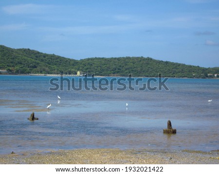 Group of white egret standing in the sea water 