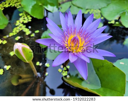 Beautiful violet waterlily or lotus flower in pond.