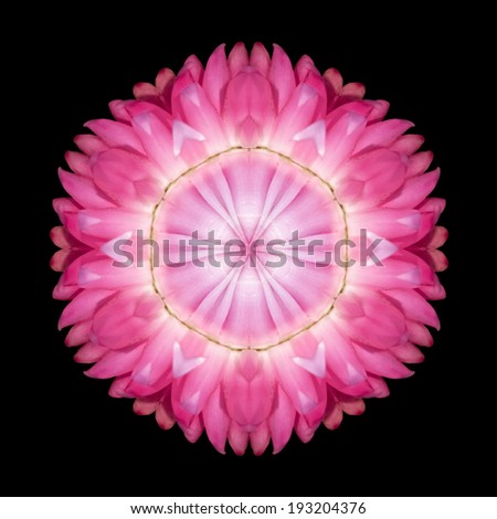 Pink Purple Mandala of Straw Flower. Kaleidoscopic design Isolated on Black Background