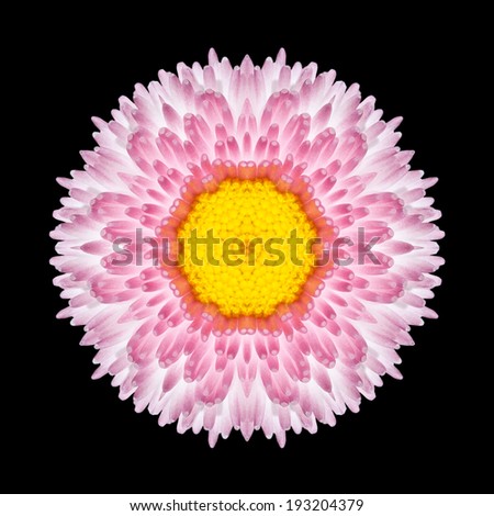 Pink Mandala of Daisy Flower with Yellow center. Kaleidoscopic design Isolated on Black Background