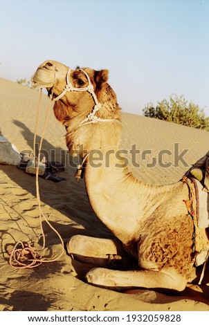 A camel on the desert