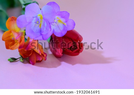 freesia beautiful colorful spring flower on a pink background
