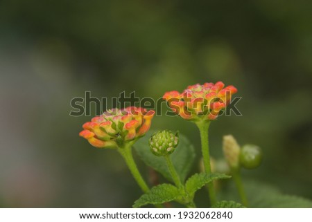 Lantana camara is a species of flowering plant within the verbena family, native to the American tropics. Other common names of L. camara include big-sage, wild-sage, red-sage, white-sage.