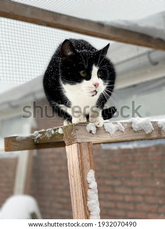 Domestic Cat in The backyard While Snowing in Netherlands. Cat Model For Wild and Animal Photography. 
