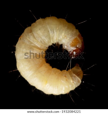 Close-up of a white moth larva on a black background.