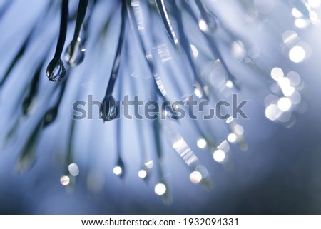 Drops of rain on the needles of the pine branch close up. Nature background. Royalty-Free Stock Photo #1932094331