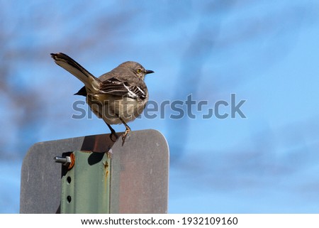 A northern mockingbird ( Mimus polyglottos )perching on a metal street plate at an urban location. It has long tail and gray and white feather with black stripes on the wings. Spotted in Maryland