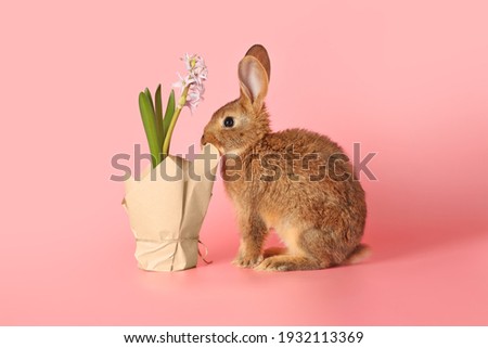 Cute fluffy rabbit with spring plant on color background